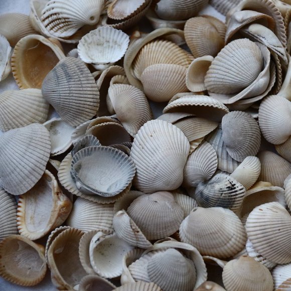 Florida Atlantic Seashell 16 oz Lot Shell for Art Craft Collection - Picture 1 of 2